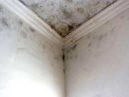 Reliable Lopezville, TX Mold Remediation Solutions