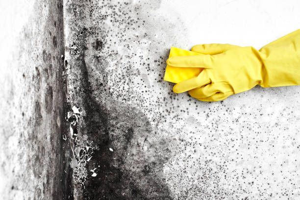 Why You Should Choose Our Mold Remediation Services in Lopezville, TX