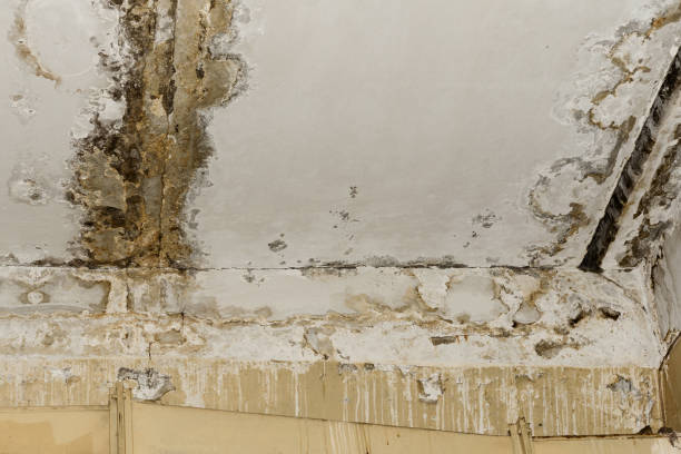 Best Commercial Mold Inspection  in Lopezville, TX